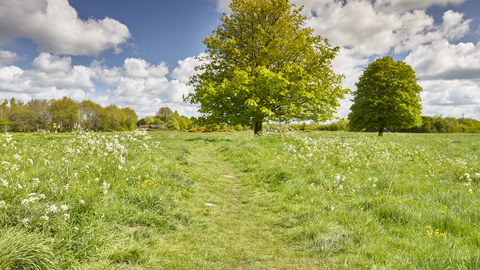 Large trees, green grass and plants at New Buckenham Common