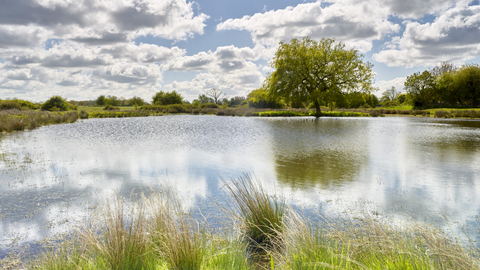 Lush green grass, trees and reflections over water at New Buckenham Common