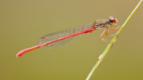 A small red damselfly on a blade of a grass