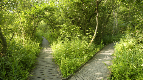 The winding wooden boardwalk at Ranworth flanked on either side by lush green trees and plants