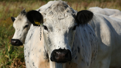 A British White cow looks directly ahead at the camera