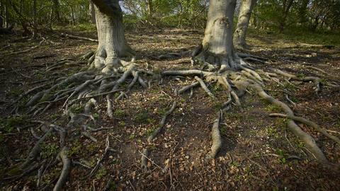 Long snakey tree roots on the forest floor at Ringstead Downs