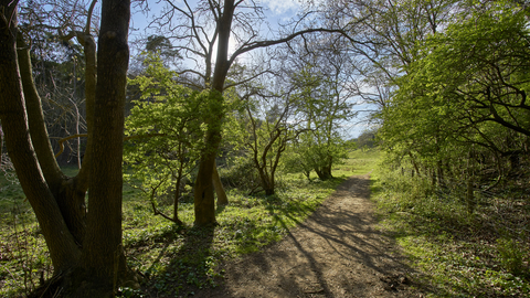 A sunny woodland path at Ringstead Downs in Spring