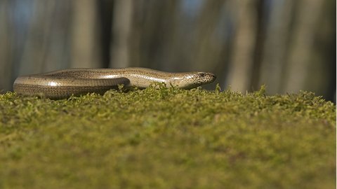 A slow worm on a mossy rock