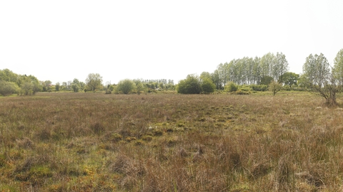 Brown grass and shrubs at Scarning Fen