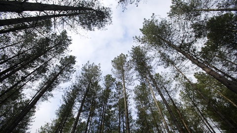 A look up into the tree canopy at Thetford Heath