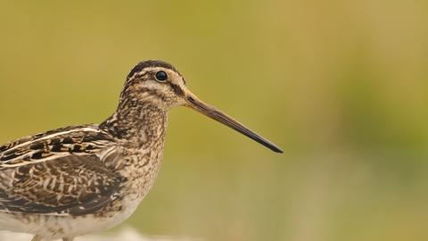 Close up image of a snipe. It has mottled brown feathers and a long thin bill. 