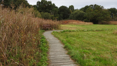 A wooden boardwalk alongside a wooden bench with reeds to the left and short grass on the right. 