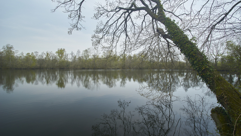 A leaning, leafless tree handing over a pool of water. The branches reflection is on the water's surface.
