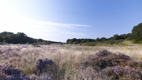 Purple heather and blue skies at Syderstone Common