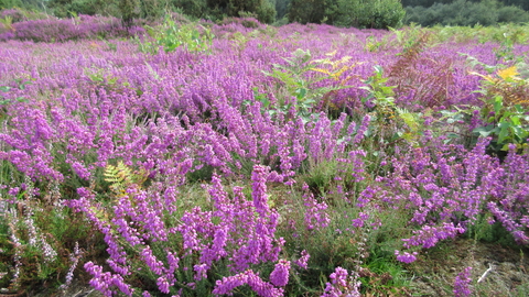 Bushes of purple heather at Buxton Heath