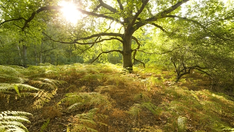 Trees and ferns in a woodland