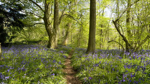 Bluebells along a woodland path on a sunny day