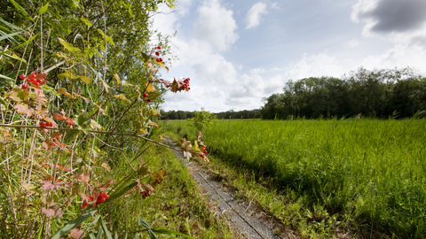 A path in a green field, with a bush full of flowers on the left
