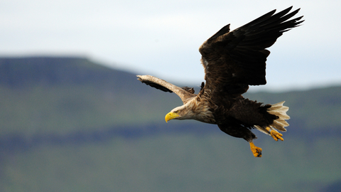 A flying white-tailed eagle with it's sharp yellow beak and huge black wings