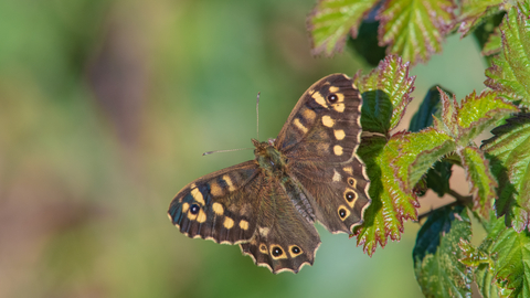 Speckled wood butterfly on a leaf in the sunshine. It is a brown butterfly, with sandy-coloured speckles on the edge of it's wings.
