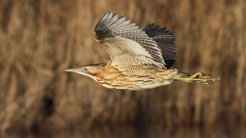 Bittern flying across reedbeds