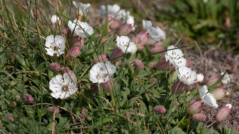 Small white wildflowers found on Cley's shingle ridge