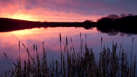 A firey pink sunset over a lake and reedbed in Devon.
