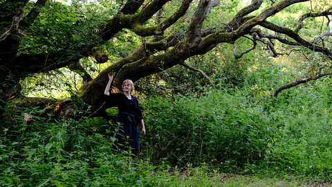 A person standing under a large oak tree, raising their hand up to the branches