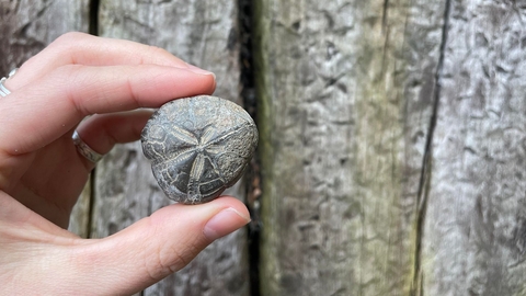 A round, grey fossil being held against wooden posts in the background