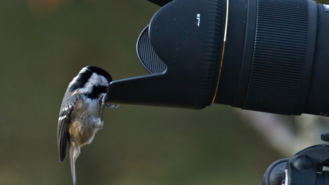 A coal tit peering into the lens of a camera. 