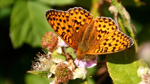 A speckled butterfly sits on a bramble flower