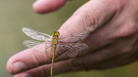 A dragonfly has landed on someone's hand.