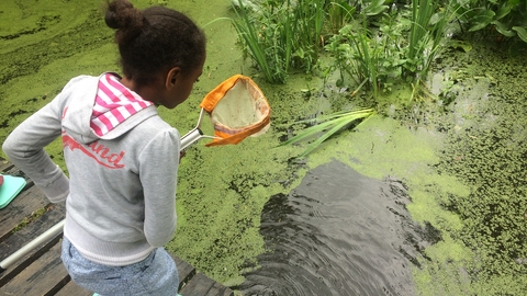 A young girl holding a net above a water dyke