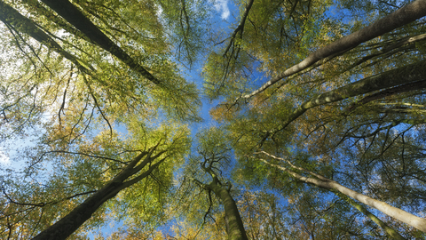 A photo looking up into a tree canopy with blue skies.