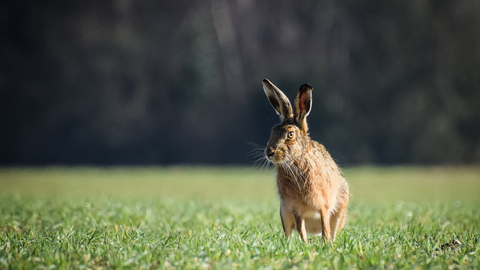 A hare in a field of green grass. 