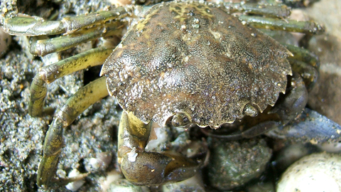 A brown shore crab close up, as it sits on some stones, with its legs visible