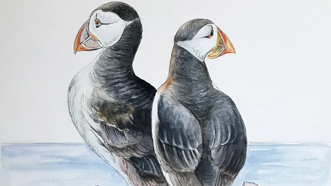 Painting of two puffins sitting side by side looking out to the sea