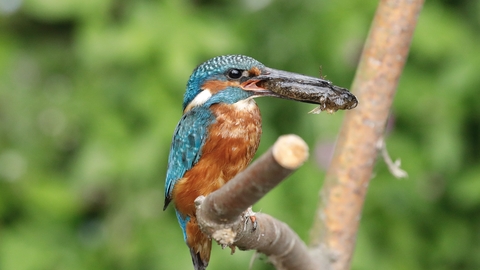 A kingfisher sitting on a branch with some food in its beak
