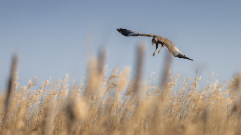 A marsh harrier hunting over a reedbed. 