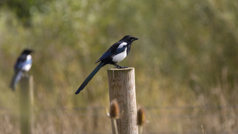 A magpie sits on a wooden post in a field, with another magpie blurred out behind it