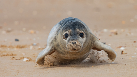 A baby seal crawls along the beach, looking into the camera