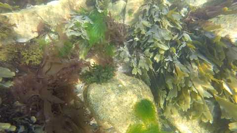 A rockpool viewed close up, with rocks and marine plants