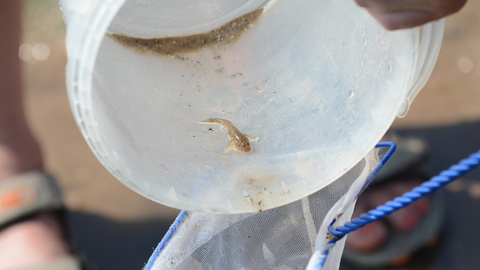 A clear plastic bucket containing a tiny marine creature