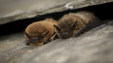 Two furry brown bats sitting under a stone