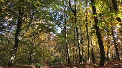 A clearing of trees in a forest