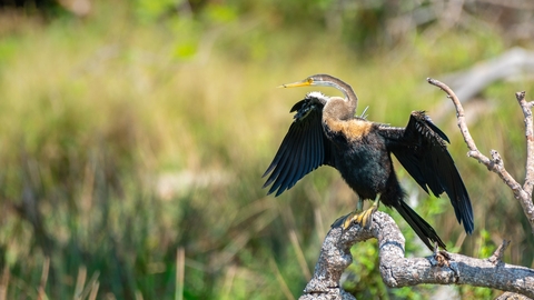 An oriental darter bird, which looks like a cormorant, spreads its wings in Sri Lanka