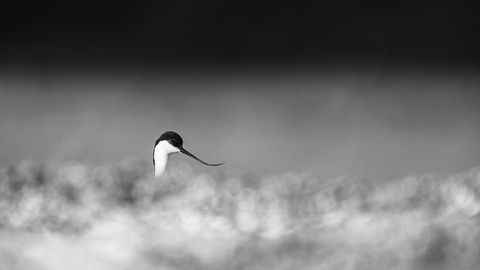 Paul Richards wildlife photography - a black and white avocet photo. 