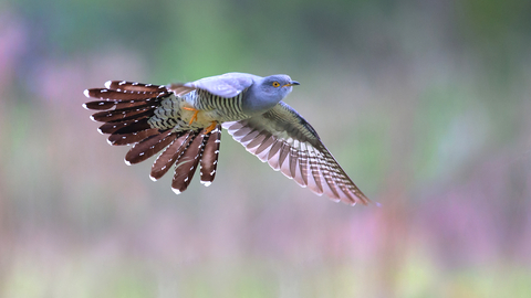 Cuckoo in flight