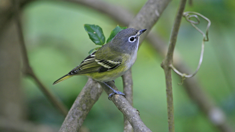 Blue-headed vireo on a branch