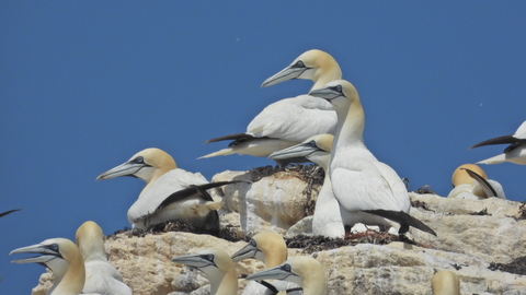 gannets on cliff