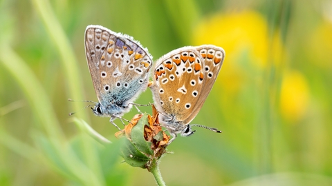 Two butterflies with spotted wings perch on a green stem