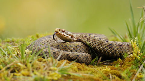 Adder coiled in grass, with its long tongue sticking out