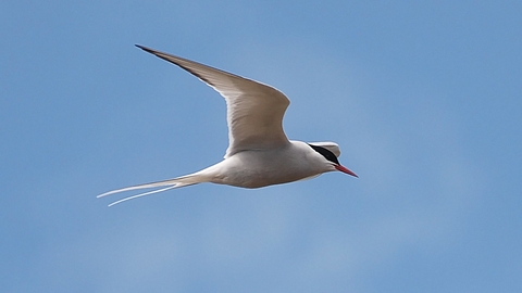 Arctic tern flying in a blue sky, its white wings outstretched