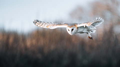 Barn owl in flight with wings outstretched